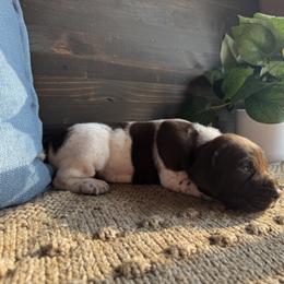 Chesapeake Bay Retriever and German Shorthaired Pointer All Grown Up from North Wind Gundogs