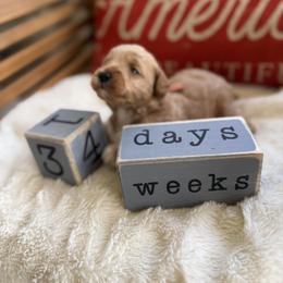 Clark aka Orange Collar - Apricot male Goldendoodle puppy in Portland, Tennessee from Happy_Tails_by_TJ
