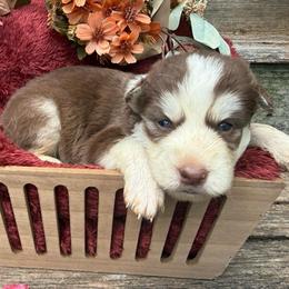 Freddy - Red and white male Siberian Husky puppy in Ravena, New York from Osiris’s Siberians & Pomskies