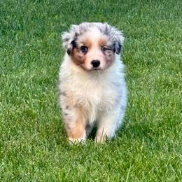 Deviled Egg - Blue merle male Australian Shepherd puppy in Ashland, Ohio from SS Australian Shepherds