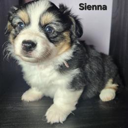 Sienna - Black and white female American Corgi puppy in Oak Harbor, Washington from Blackberry Hill Corgis