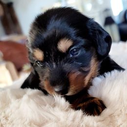 Dachshund Puppies from River Run Doxies