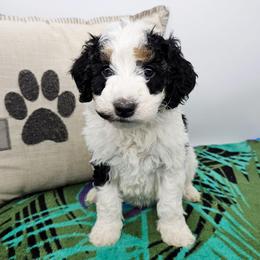 Galadriel - Black and white female Bernedoodle puppy in Granton, Wisconsin from Rose River Farms