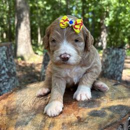 Amelia Bedelia - Red  female Goldendoodle puppy in Camden, North Carolina from Oopsie Doodles of NC