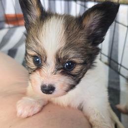 Mick - Red white and sable male Papillon puppy in Hollister, Missouri from Swan Creek Kennel