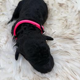 Pudding - Black female Poodle puppy in Otto, North Carolina from Wild Suns Farm