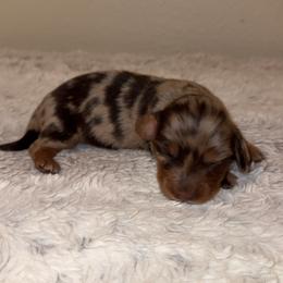 Boy 1 - Dapple male Dachshund puppy in Madera Acres, California from Muggin Bostons Terriers and Mini Dachshund