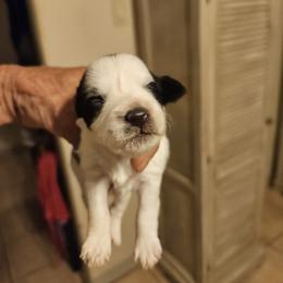 Miniature Schnauzer Puppies from Kelley Owen/rowland