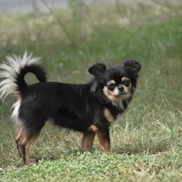 Keke - Chihuahua