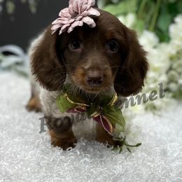 Dachshund Puppies from The Royal Kennel