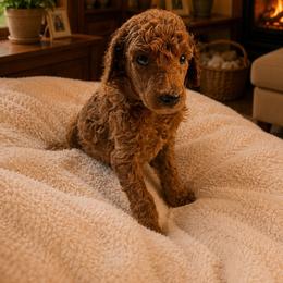 Vette - Red  female Poodle puppy in Mount Vernon, Illinois from AMC Poodles