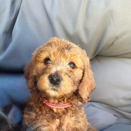 PENI - Apricot female Goldendoodle puppy in Temecula, California from Doodle Dreams