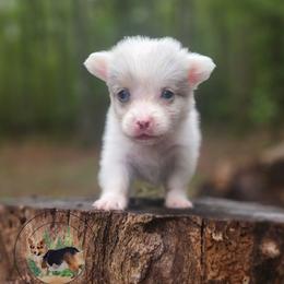 Fremont - White merle male American Corgi puppy in Cameron, North Carolina from Butts Family Corgis