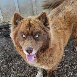 Geminiah - Siberian Husky