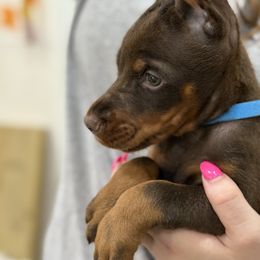 Light blue collar - Red and rust male Doberman Pinscher puppy in Tallmadge, Ohio from Premier Dobermans