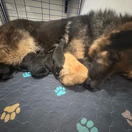 Girl 2 - Black and red female German Shepherd puppy in Carbondale, Kansas from Cunningham German Shepherds, LLC