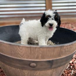 Bernie - Tri-color male Bernedoodle puppy in Colorado Springs, Colorado from Pikes Peak Doodles