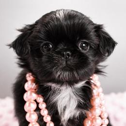 Majestys Shih Tzu Belladonna - Black female Shih Tzu puppy in Douglas, Massachusetts from Majesty’s Shih Tzus