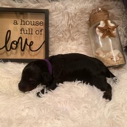 Girl 2 (purple collar) - Black and tan female Dachshund puppy in New Jersey from Bergamo’s  Dachshunds