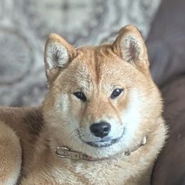 Journey - Shiba Inu