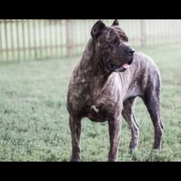 Kenia  - Cane Corso