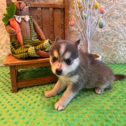 Chanel - Blue female Pomsky puppy in Bucyrus, Missouri from Hill Top Pomskies