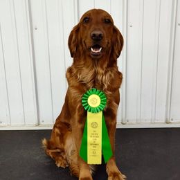 Rayne - Golden Retriever