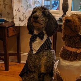 Goldendoodles from Beloved Goldendoodles, LLC.