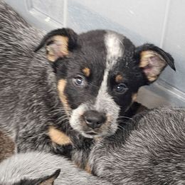 Girl 2 - Blue female Australian Cattle Dog puppy in Dalton, Pennsylvania from Whiteduck Mountain Kennel AKC Australian Cattle Dogs and AKC Fox Red Labrador Retrievers