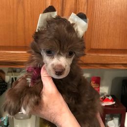 Chinese Crested and Xoloitzcuintli Puppies from Xcel's Xoloitzcuintli and Chinese Cresteds