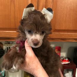 Chinese Crested and Xoloitzcuintli Puppies from Xcel's Xoloitzcuintli and Chinese Cresteds
