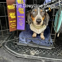 Dachshund Puppies from The Greyline Dogs