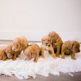 Goldendoodle Puppies from Forever Snuggly Goldendoodles