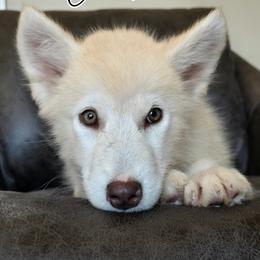 Creamsicle - Red and white female Alaskan Malamute puppy in Brookwood, Alabama from Sunset Malamutes