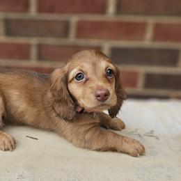 Dachshund Puppies from Royal Dackel Haus