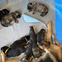 German Shepherd Puppies from Cadillac Canine