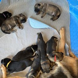 German Shepherd Puppies from Cadillac Canine