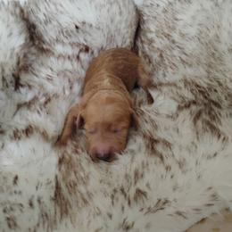 Red Boy 6 - Apricot male Goldendoodle puppy in Apache Junction, Arizona from Loving Doodle