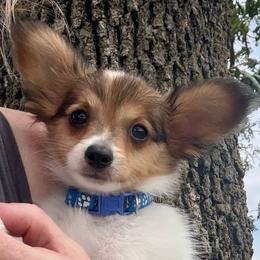 Max (Royal) - White and sable male Papillon puppy in Chattanooga, Oklahoma from Lottie Dottie Scottie’s and Papillons