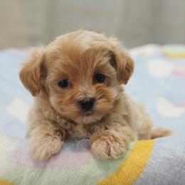 Biscuit - Apricot male Maltipoo puppy in Oakland, Kentucky from Imperial Dogs