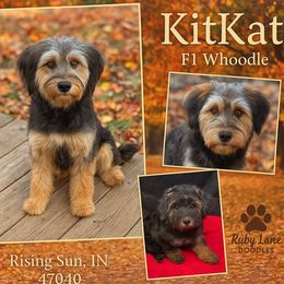 KitKat - Whoodle
