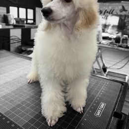 Ducky - Parti male Poodle puppy in Virginia Beach, Virginia from Piva’s Prestige Miniature Poodles