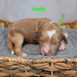 Huck - Apricot male Goldendoodle puppy in Summerville, South Carolina from Channys Doodles