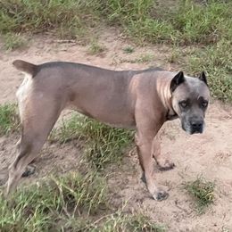 Adalida - Cane Corso