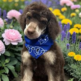 Boba - Phantom male Poodle puppy in Prosperity, Pennsylvania from Stelladoodles & Company