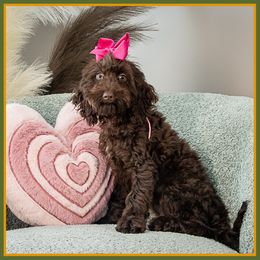 Daisy - Brown female Cockapoo puppy in Connersville, Indiana from Deaz Doodle Ranch