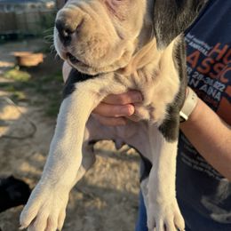 Boxer Puppies from House of boxers
