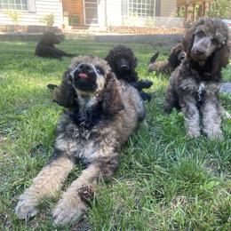Bluetick Coonhound and Poodle Puppies from Dejah Bleu Kennels