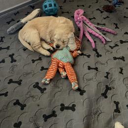 Golden Retriever Puppies from Daniel Ranch Golden Retrievers