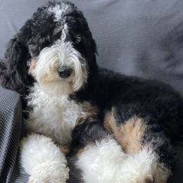 Bernedoodle Puppies from PNW Sheepies and Doodles